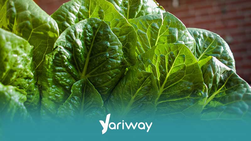 کمبود آهن به خصوص در بانوان در سن باروری می تواند اتفاق بیفتد